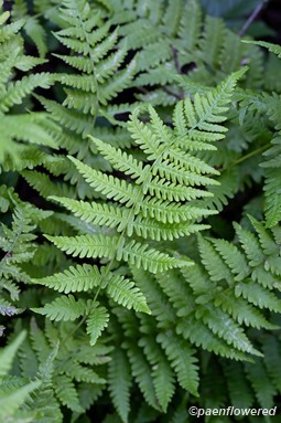 Plant form